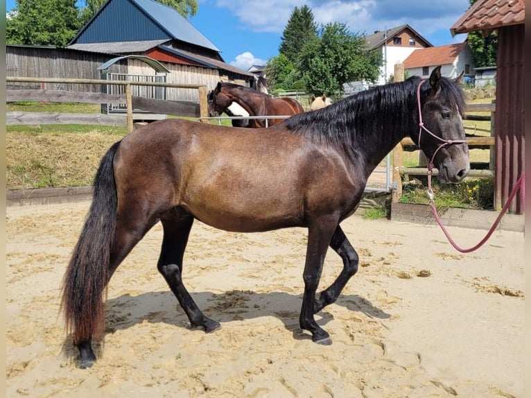 PRE Mix Hengst 3 Jaar 160 cm Zwartschimmel in Schlitz