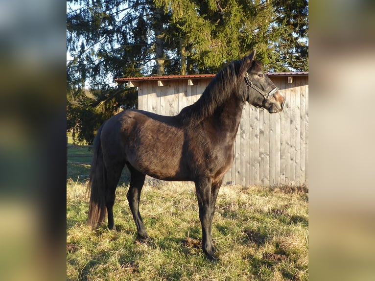 PRE Mix Hengst 3 Jaar 160 cm Zwartschimmel in Schlitz