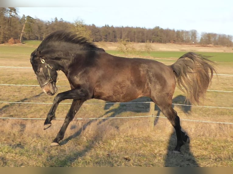 PRE Mix Hengst 3 Jaar 160 cm Zwartschimmel in Schlitz