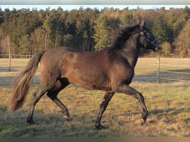 PRE Mix Hengst 3 Jaar 160 cm Zwartschimmel in Schlitz