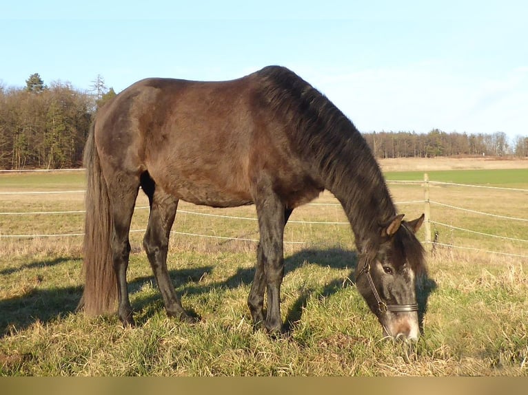 PRE Mix Hengst 3 Jaar 160 cm Zwartschimmel in Schlitz