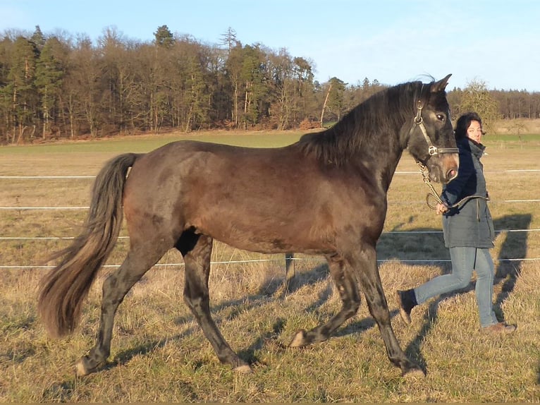 PRE Mix Hengst 3 Jaar 160 cm Zwartschimmel in Schlitz