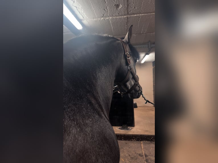 PRE Mix Hengst 3 Jaar 160 cm Zwartschimmel in Mamer