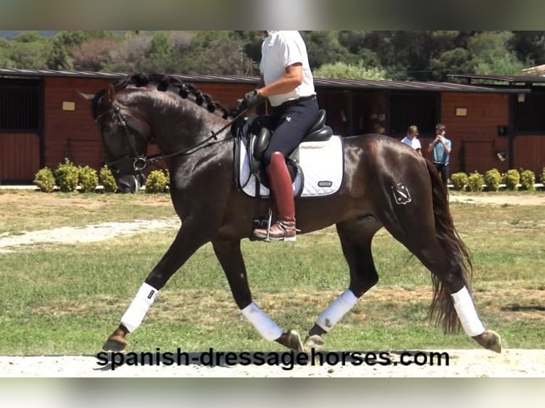 PRE Mix Hengst 3 Jaar 161 cm Donkere-vos in Barcelona