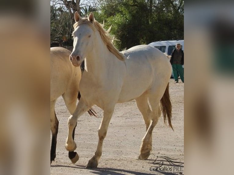 PRE Hengst 3 Jaar 161 cm Perlino in Alicante