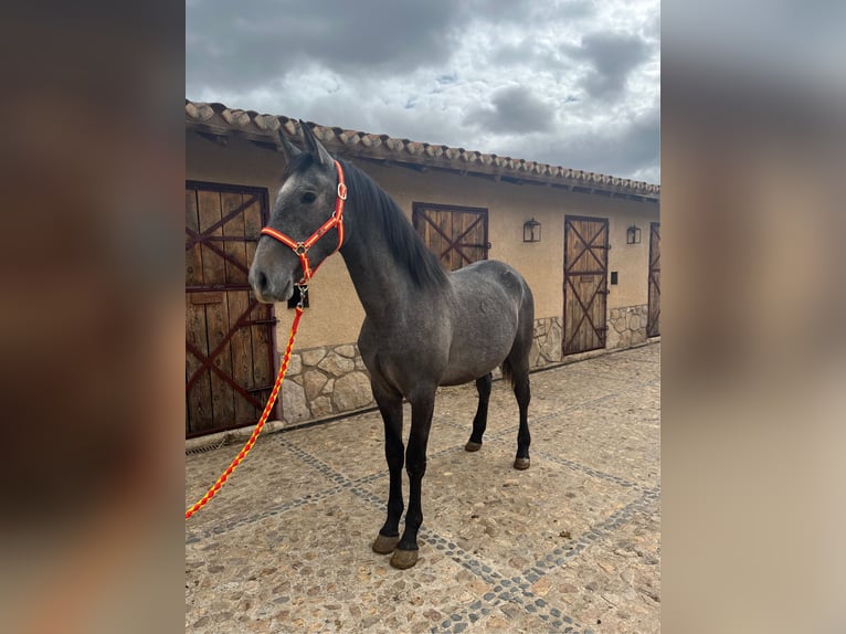 PRE Hengst 3 Jaar 161 cm Schimmel in La Fuente De San Esteban