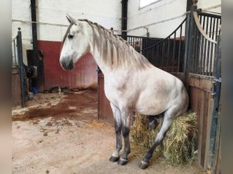 PRE Mix Hengst 3 Jaar 161 cm Schimmel in Malaga