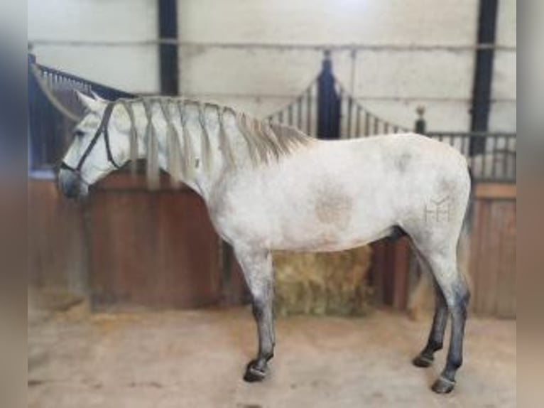 PRE Mix Hengst 3 Jaar 161 cm Schimmel in Malaga