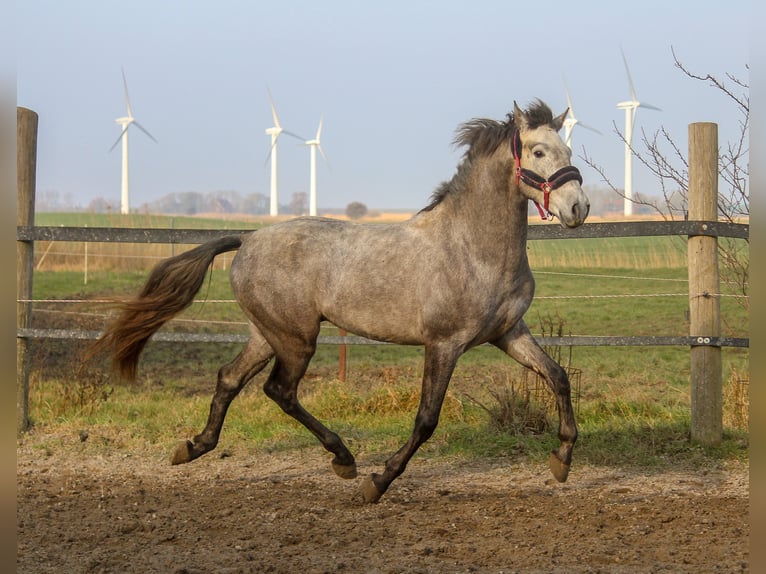 PRE Hengst 3 Jaar 161 cm Schimmel in Wremen