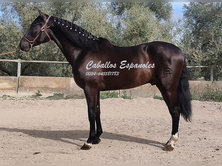 PRE Hengst 3 Jaar 161 cm Zwart in Vejer de la Frontera