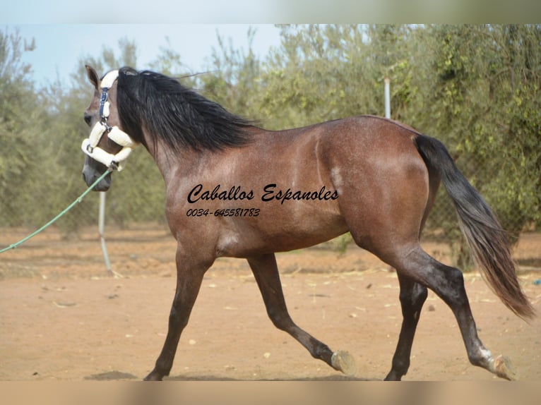 PRE Hengst 3 Jaar 162 cm Brown Falb schimmel in Vejer de la Frontera