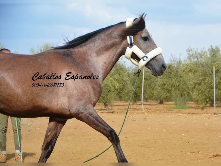 PRE Hengst 3 Jaar 162 cm Brown Falb schimmel in Vejer de la Frontera