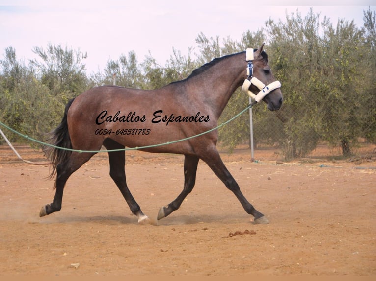 PRE Hengst 3 Jaar 162 cm Brown Falb schimmel in Vejer de la Frontera