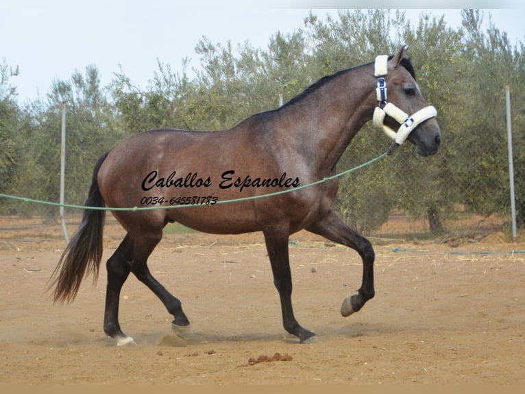 PRE Hengst 3 Jaar 162 cm Brown Falb schimmel in Vejer de la Frontera