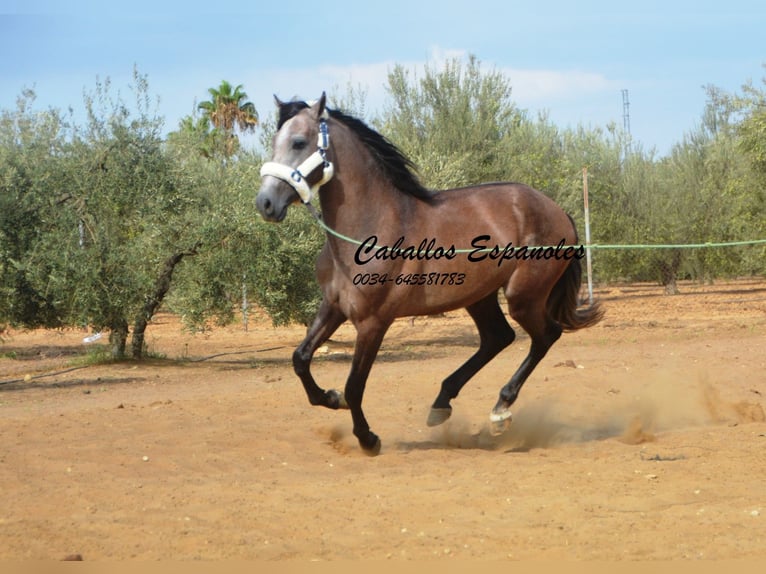 PRE Hengst 3 Jaar 162 cm Brown Falb schimmel in Vejer de la Frontera