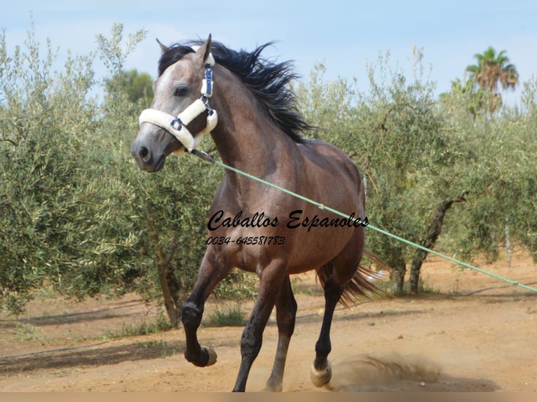 PRE Hengst 3 Jaar 162 cm Brown Falb schimmel in Vejer de la Frontera