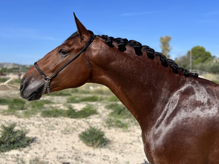 PRE Hengst 3 Jaar 162 cm Bruin in Sangonera La Seca