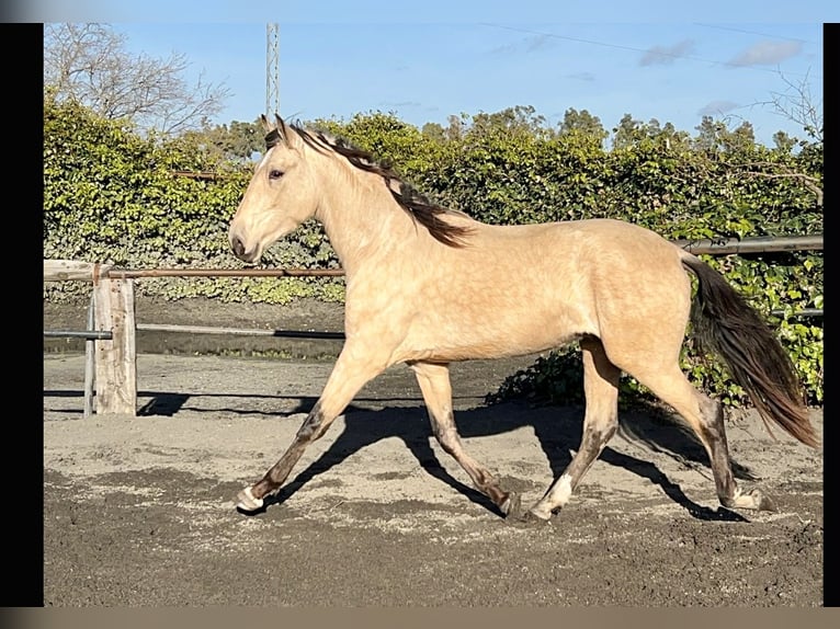 PRE Mix Hengst 3 Jaar 162 cm Buckskin in Galaroza (Huelva)
