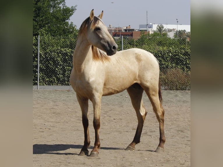PRE Mix Hengst 3 Jaar 162 cm Buckskin in Murcia