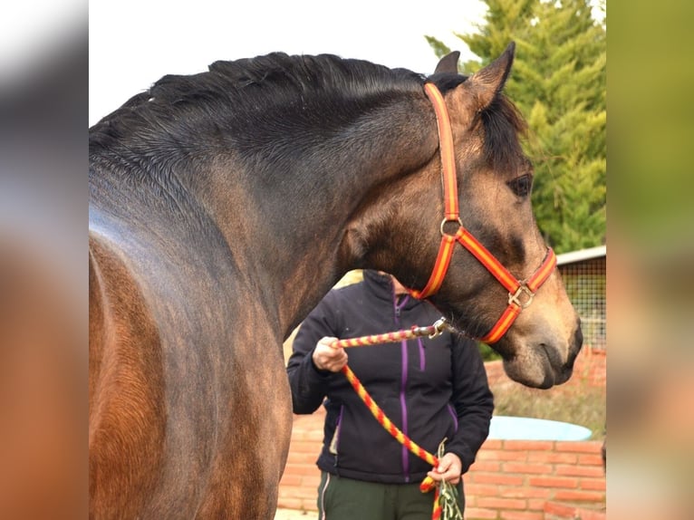 PRE Mix Hengst 3 Jaar 162 cm Buckskin in Logroño
