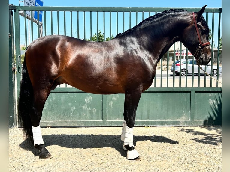 PRE Hengst 3 Jaar 162 cm Donkerbruin in Bonavista