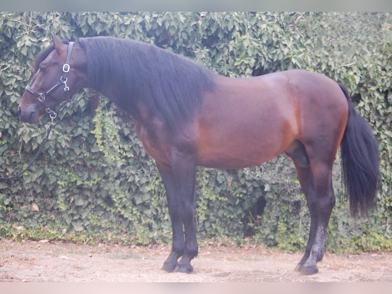 PRE Hengst 3 Jaar 162 cm Donkerbruin in Bonavista