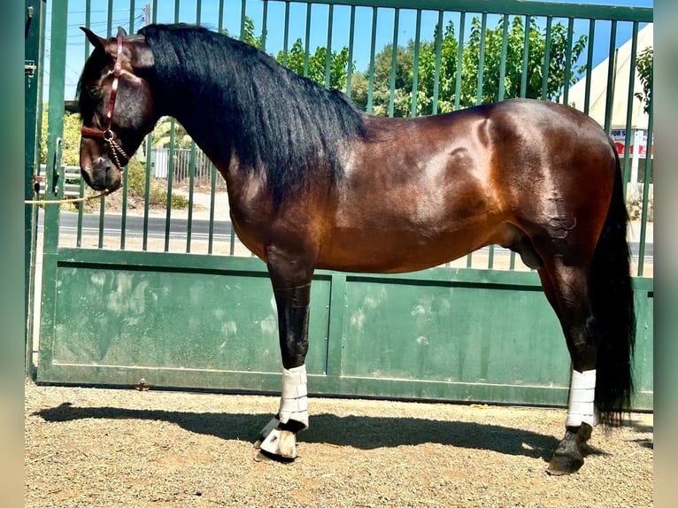 PRE Hengst 3 Jaar 162 cm Donkerbruin in Bonavista