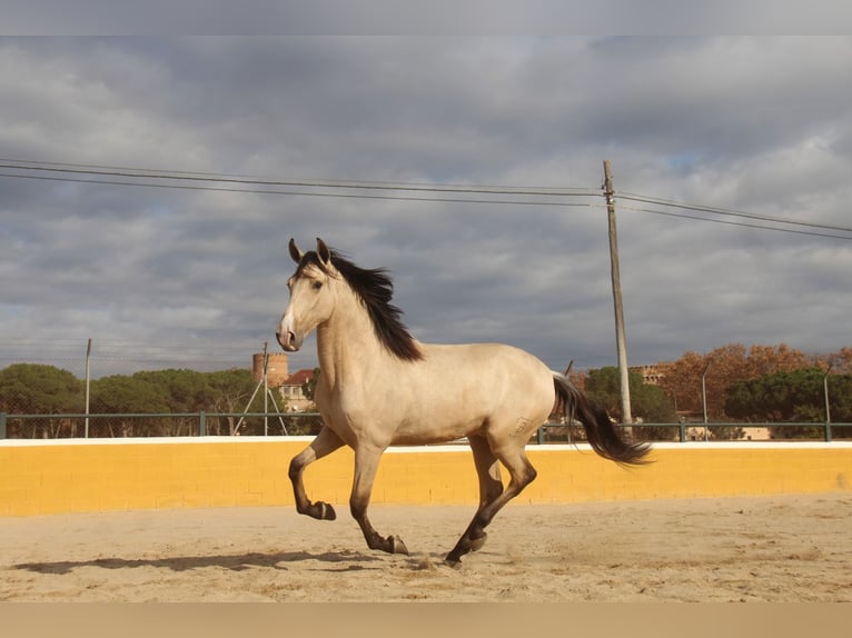 PRE Mix Hengst 3 Jaar 162 cm Falbe in Hamburg