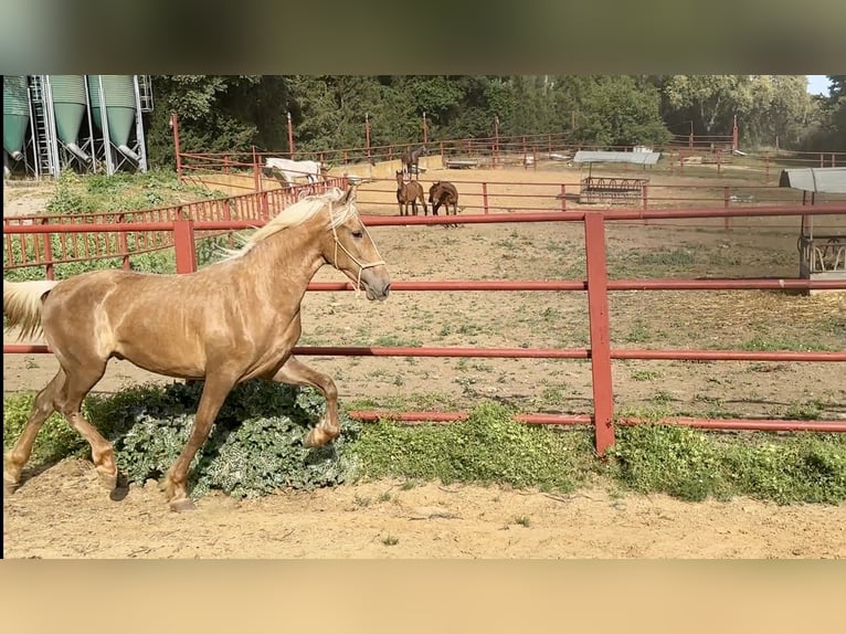 PRE Mix Hengst 3 Jaar 162 cm Palomino in Galaroza (Huelva)