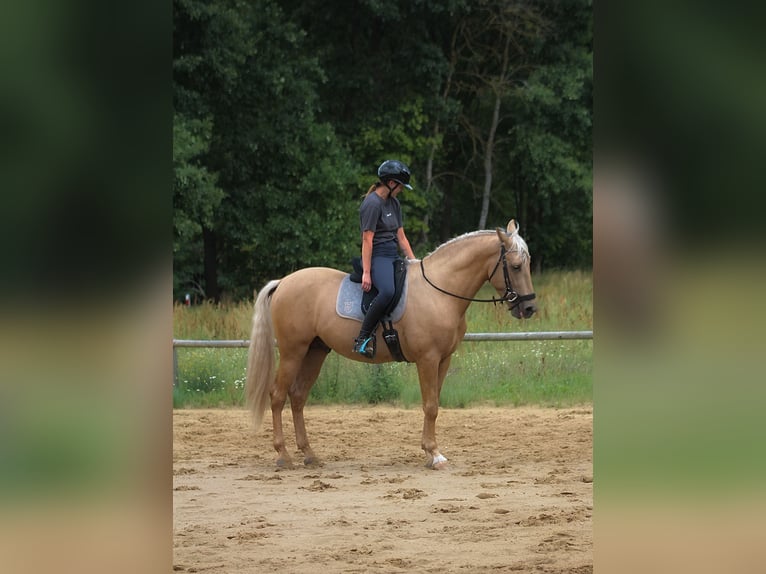 PRE Mix Hengst 3 Jaar 162 cm Palomino in Santok