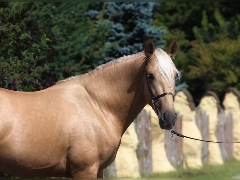 PRE Mix Hengst 3 Jaar 162 cm Palomino in Santok