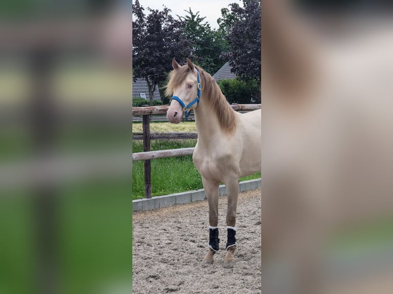 PRE Hengst 3 Jaar 162 cm Pearl in Twistringen