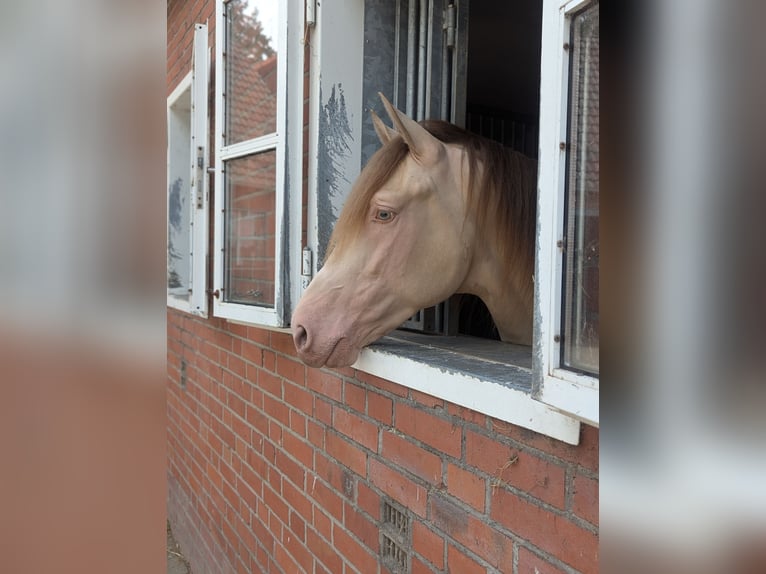 PRE Hengst 3 Jaar 162 cm Pearl in Twistringen