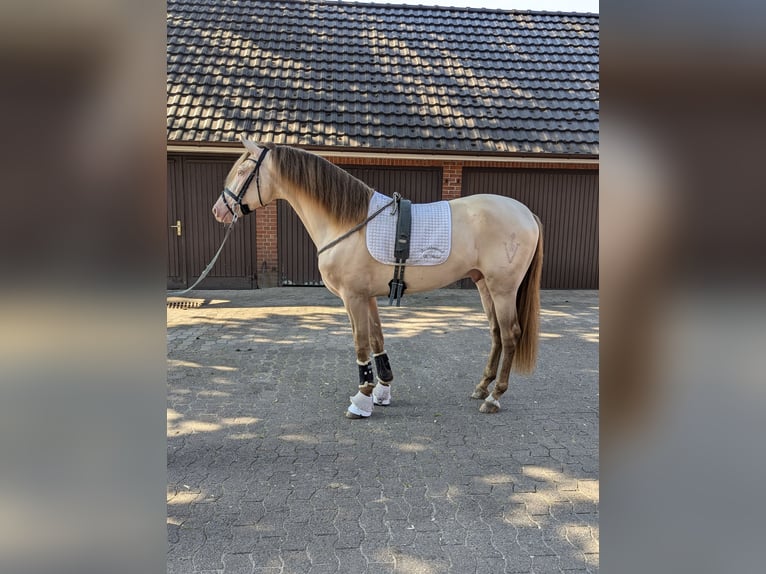 PRE Hengst 3 Jaar 162 cm Pearl in Twistringen