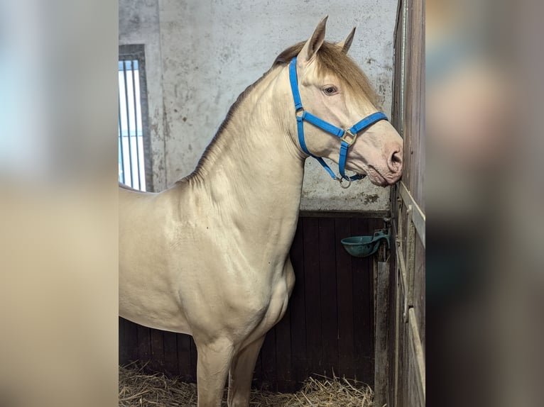 PRE Hengst 3 Jaar 162 cm Pearl in Twistringen