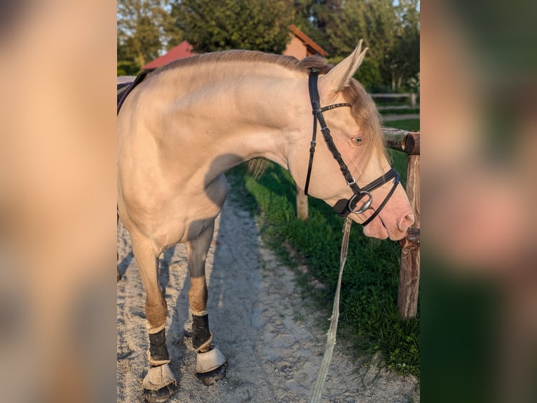 PRE Hengst 3 Jaar 162 cm Pearl in Twistringen