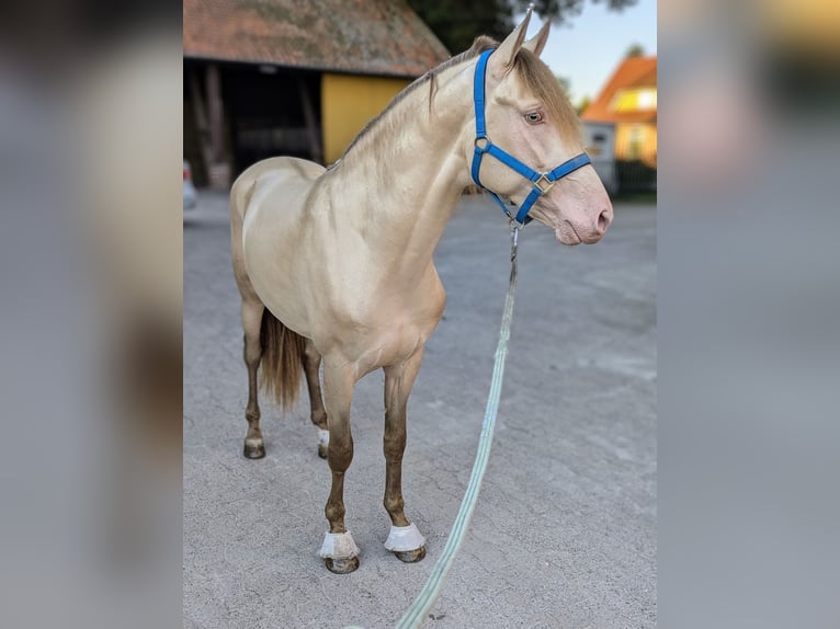 PRE Hengst 3 Jaar 162 cm Pearl in Twistringen