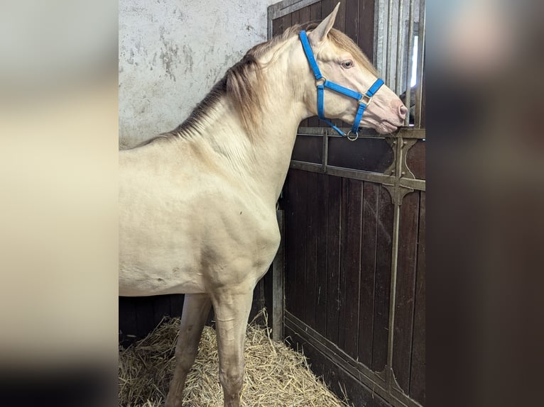 PRE Hengst 3 Jaar 162 cm Pearl in Twistringen