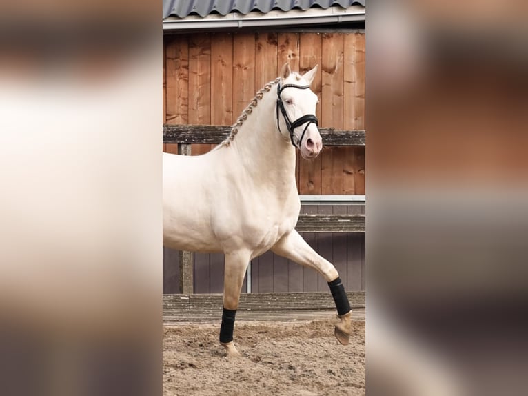 PRE Mix Hengst 3 Jaar 162 cm Perlino in Sm