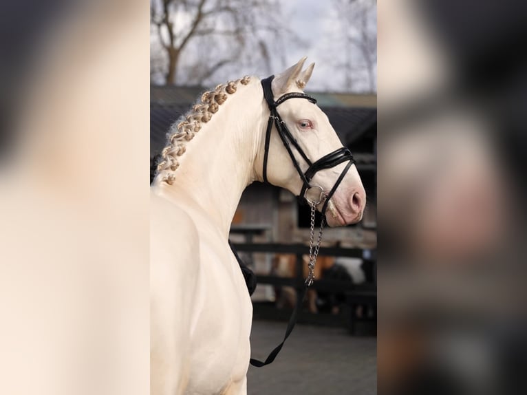 PRE Mix Hengst 3 Jaar 162 cm Perlino in Sm