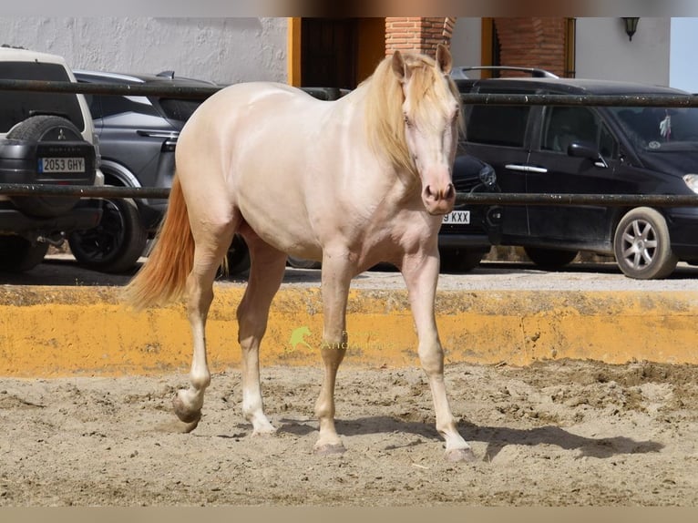 PRE Hengst 3 Jaar 162 cm Perlino in Povinz Malaga