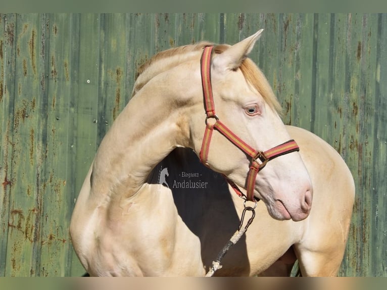 PRE Mix Hengst 3 Jaar 162 cm Perlino in Povinz Malaga