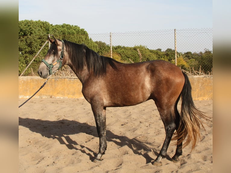 PRE Mix Hengst 3 Jaar 162 cm Rood schimmel in Vejer de la Frontera