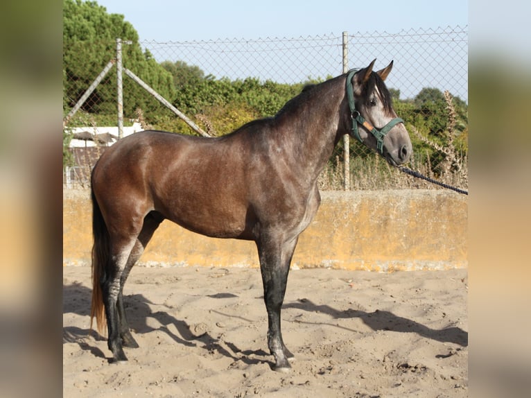 PRE Mix Hengst 3 Jaar 162 cm Rood schimmel in Vejer de la Frontera