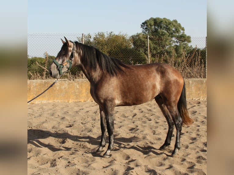 PRE Mix Hengst 3 Jaar 162 cm Rood schimmel in Vejer de la Frontera