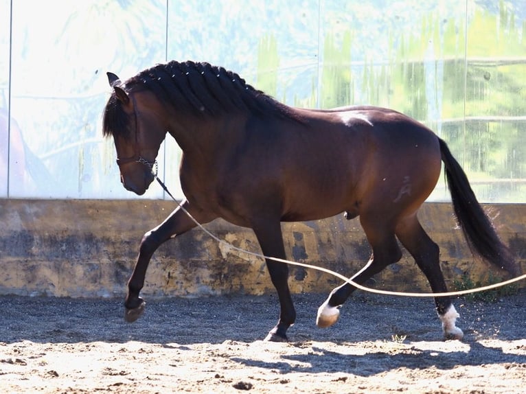 PRE Mix Hengst 3 Jaar 162 cm Roodbruin in NAVAS DEL MADRONO