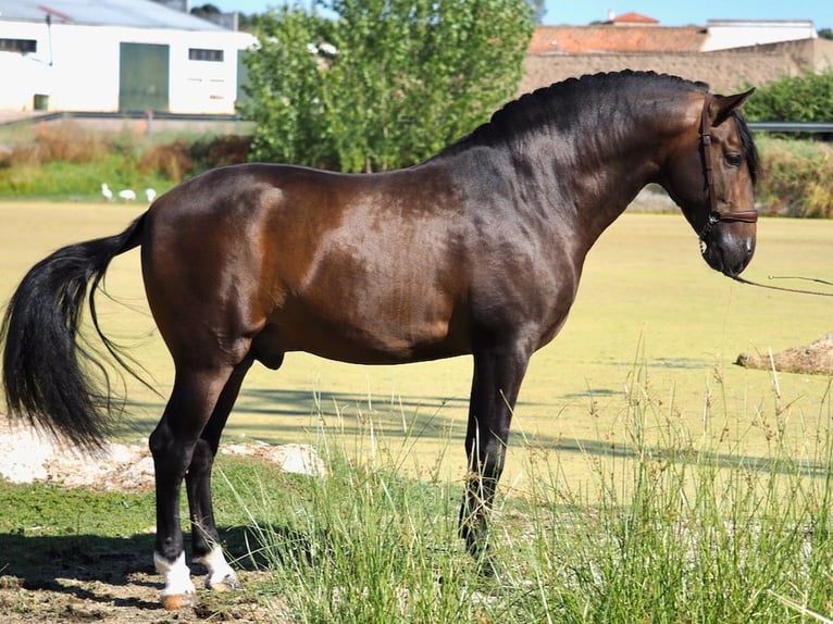 PRE Mix Hengst 3 Jaar 162 cm Roodbruin in NAVAS DEL MADRONO