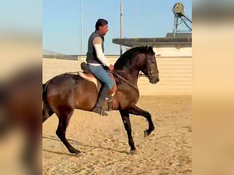 PRE Mix Hengst 3 Jaar 162 cm Schimmel in Sanlucar