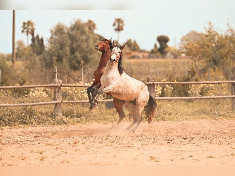 PRE Hengst 3 Jaar 162 cm Schimmel in Felanitx