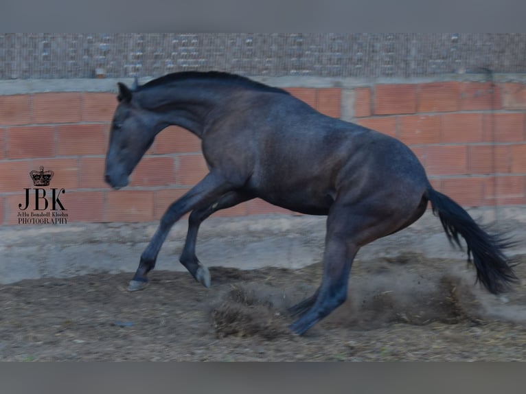 PRE Hengst 3 Jaar 162 cm Schimmel in Tabernas Almeria